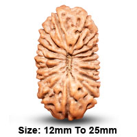 16 (षोडश) Mukhi Rudraksha